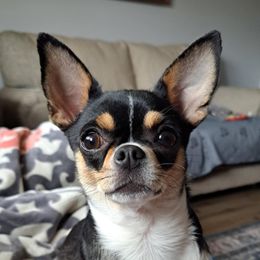 FiFi - Chihuahua