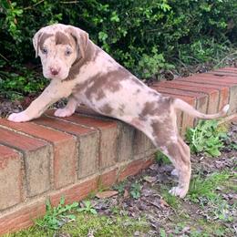 Female 4 - Red merle female Catahoula Leopard Dog puppy in Gadsden, Alabama from Rich Cat’s
