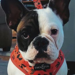 French Bulldog Puppies from Addylane Frenchies