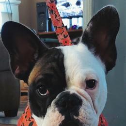 French Bulldog Puppies from Addylane Frenchies