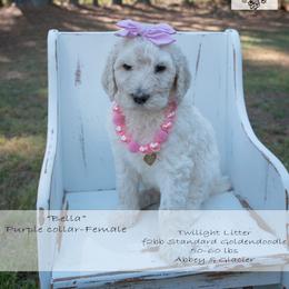 Bella purple collar - Cream female Goldendoodle puppy in Lexington, North Carolina from Deborah’s Doodles