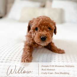 Willow - Red female Maltipoo puppy in Vancouver, Washington from Pnwfamilydoodles