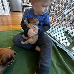 Cavalier King Charles Spaniel Puppies from Sweet Southern Cavaliers and Frenchies