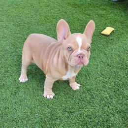 Izzy - Cream female French Bulldog puppy in Las Vegas, Nevada from Fabulousbulldogs LLC