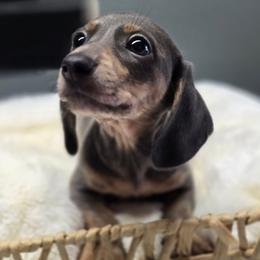 Cupid - Blue and tan male Dachshund puppy in Mcminnville, Tennessee from Red Barn Farms Minis