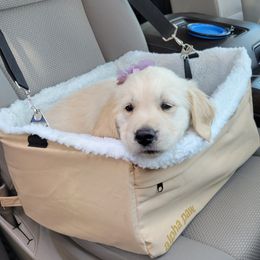 Golden Retriever Puppies from Sims Golden Retrievers