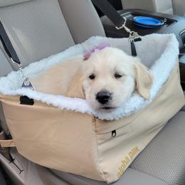 Golden Retriever Puppies from Sims Golden Retrievers