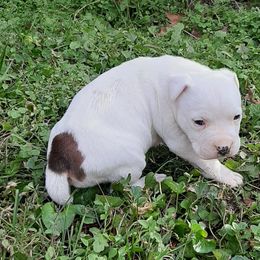 American Staffordshire Terrier and French Bulldog Puppies from Cicero Kennels