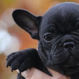 French Bulldogs from Bleu Amore French Bulldogs