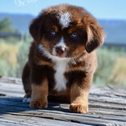 Boy 5 - male Miniature American Shepherd puppy in Baker City, Oregon from Back Country Aussies