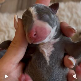 Cinnamon - Blue female Italian Greyhound puppy in Southwest Florida, Florida from Woofford Italian Greyhounds
