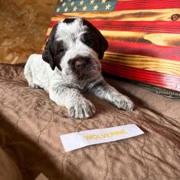 Wolverine - Brown and gray male Wirehaired Pointing Griffon puppy in Grangeville, Idaho from Happy Hollow Griffons