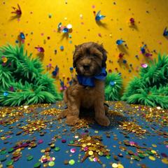 Blue - Brown male Whoodle puppy in Haughton, Louisiana from Bailey’s Cajun Canines