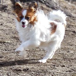 Starla - Papillon