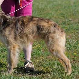 Borzoi and Silken Windhound All Grown Up from Avalon