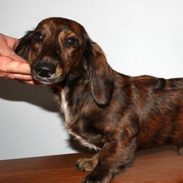 Rosewood - Dachshund