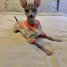 Chihuahua and Chinese Crested Puppies from Western Kentucky Chihuahua’s and Chinese Crested’s