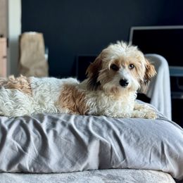 Bailey - Dachshund