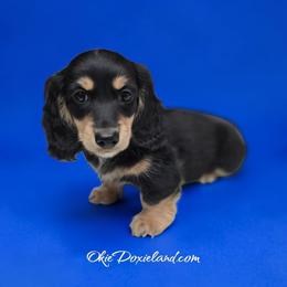 Viktor - Black and cream male Dachshund puppy in Oklahoma City, Oklahoma from OkieDoxieland Dachshunds