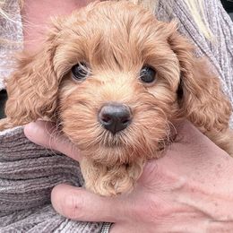 Yellow Girl - Apricot female Goldendoodle puppy in Spring Branch, Texas from Texas Hill Country Doodles