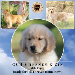 Blue Collar Boy - Golden male Golden Retriever puppy in Fair Oaks, California from Twisted Ranch Retrievers