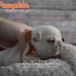 Pumpkin - Cream female French Bulldog puppy in Loxahatchee, Florida from Blue Wonder Frenchies