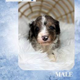 Murphy - Blue merle male Bernedoodle puppy in Sterling, Colorado from North 40 Doodles
