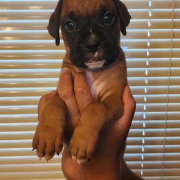 Boxer Puppies from Bratts Boxers