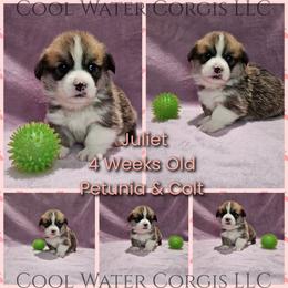 Juliet - Red female Pembroke Welsh Corgi puppy in Kiowa, Colorado from Cool Water Corgis LLC