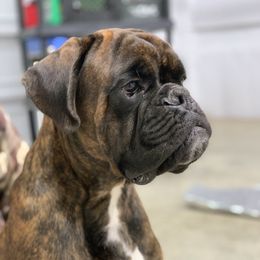 Titan - Boxer