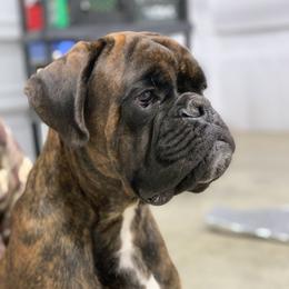Titan - Boxer