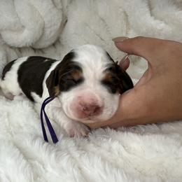Purple girl - Tri-Roan female English Springer Spaniel puppy in Fairfield, California from Goldridge Springers