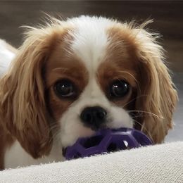 Cavalier King Charles Spaniel Puppies from Mapleview Cavalier King Charles Spaniels