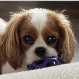 Cavalier King Charles Spaniel Puppies from Mapleview Cavalier King Charles Spaniels