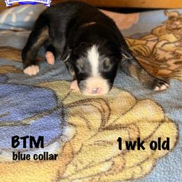 BTM blue collar - Black tri-color male Australian Shepherd puppy in Greenville, Texas from Amandas Aussies