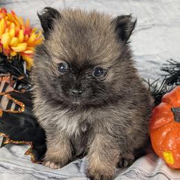 Gene - Orange sable male Pomeranian puppy in Utah from Pop Off Poms & Chis