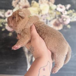 Mangrove - Lilac dilute male Chinese Shar-Pei puppy in Lehigh Acres, Florida from Florida Wrinkles