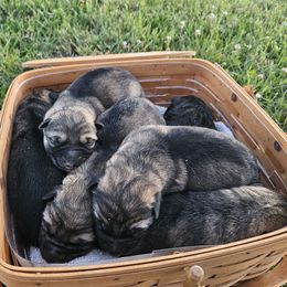 German Shepherd puppies from Von Merkley German Shepherds