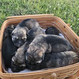 German Shepherd puppies from Von Merkley German Shepherds