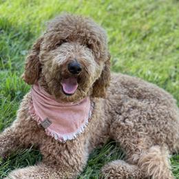Evie - Goldendoodle