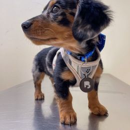 Dachshund All Grown Up from Mini Doxies Love