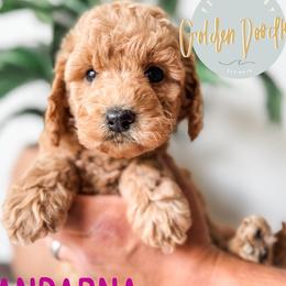 Andarna - Apricot female Goldendoodle puppy in Jacksonville, Florida from First Coast Goldendoodles