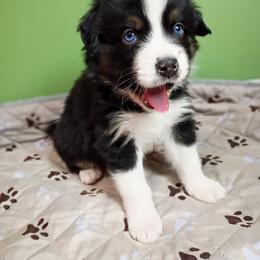 Johnny (blue collar) - Black tri-color male Australian Shepherd puppy in Okeechobee, Florida from Rothsolid Aussies