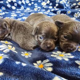 Reeko - Silver and white male Chihuahua puppy in Amity, Pennsylvania from Baxters Chihuahuas