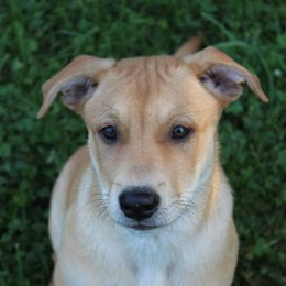 Carolina Dog Puppies from Williams Sweet Carolina