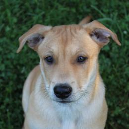 Carolina Dog Puppies from Williams Sweet Carolina