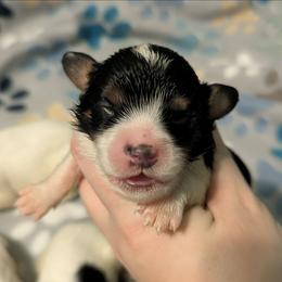 Tri Color Girl - Tri-color female Cavapoo puppy in San Diego, California from WW Cavapoos