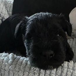 Girl 1 pink all black - Black female Miniature Schnauzer puppy in Fresno, California from Findell Kennel, LLC