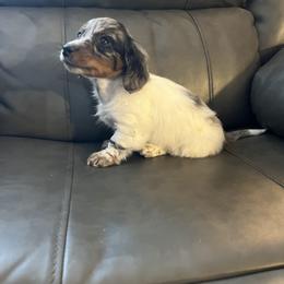 Gizmo - Dapple male Dachshund puppy in Milroy, Pennsylvania from Not Your Average Weiner