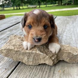Sable boy more white - Sable male Aussiedoodle puppy in Hillsboro, Illinois from Shoal Creek Puppies